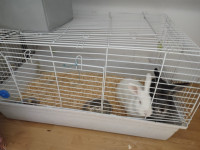 2 bunnies free to good home