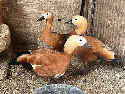 Ruddy Shelducks - TRIO, View more
