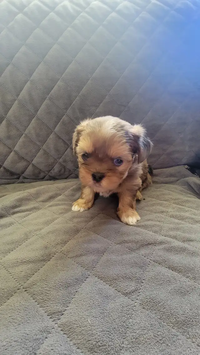 Shih tuz males in Dogs & Puppies for Rehoming in Gatineau - Image 5
