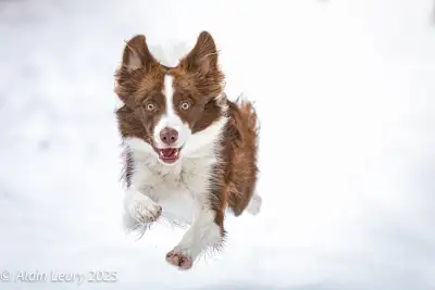 Bilingual pet photographer. Standard session includes at least 3 different poses over approximately...