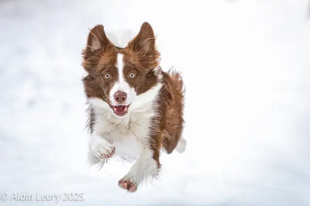 Pet Photography in Animal & Pet Services in Ottawa - Image 2