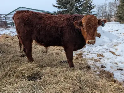 I have up for offer 2 heifers and 1 bull calf born April 2024. Bull calf BW 82lbs. He's a sim/red An...