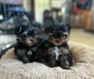 PLEASE READ TO THE END ********** Adorable Miniature Yorkie Puppies – CKC Registered Parents Ready f...
