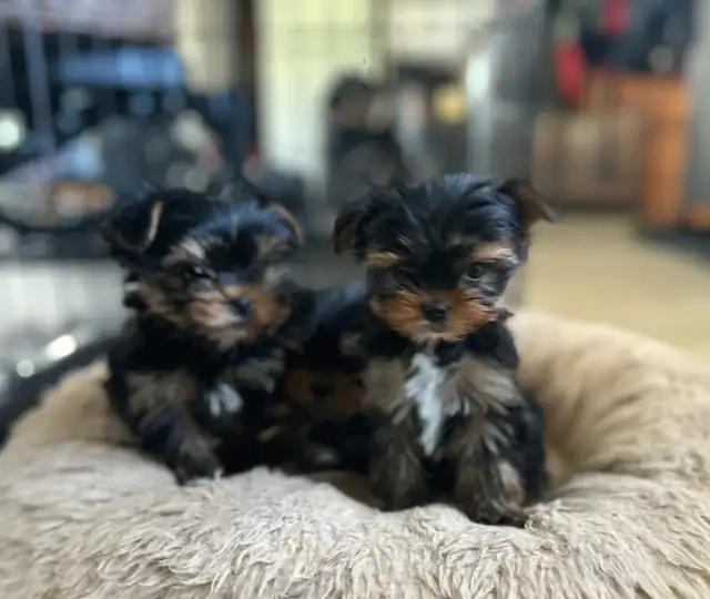 HIGH QUALITY MINIATURE YORKIE PUPPIES in Dogs & Puppies for Rehoming in City of Toronto - Image 8