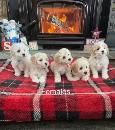 Bichonpoo puppies, View more