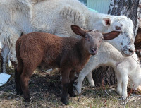 Ram lambs