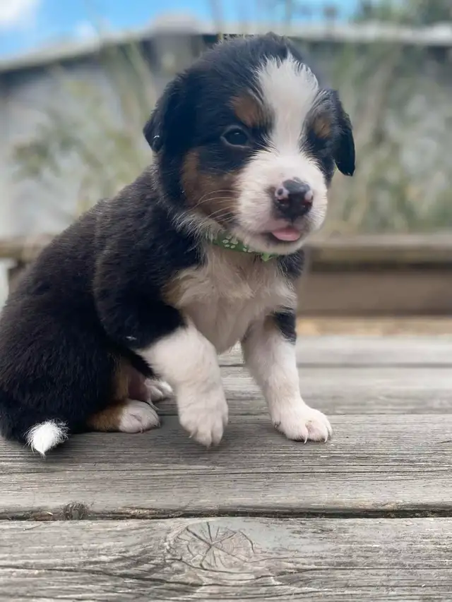Registered Australian Shepherd Puppies in Dogs & Puppies for Rehoming in Hamilton - Image 4