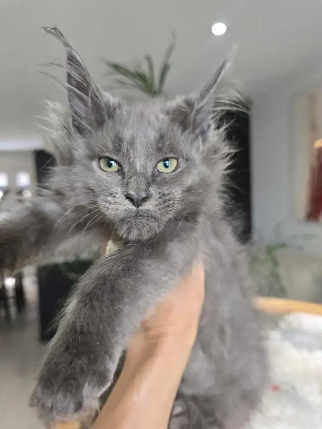 MAGNIFICENT MAINE COONS XL in Cats & Kittens for Rehoming in Oakville / Halton Region - Image 9