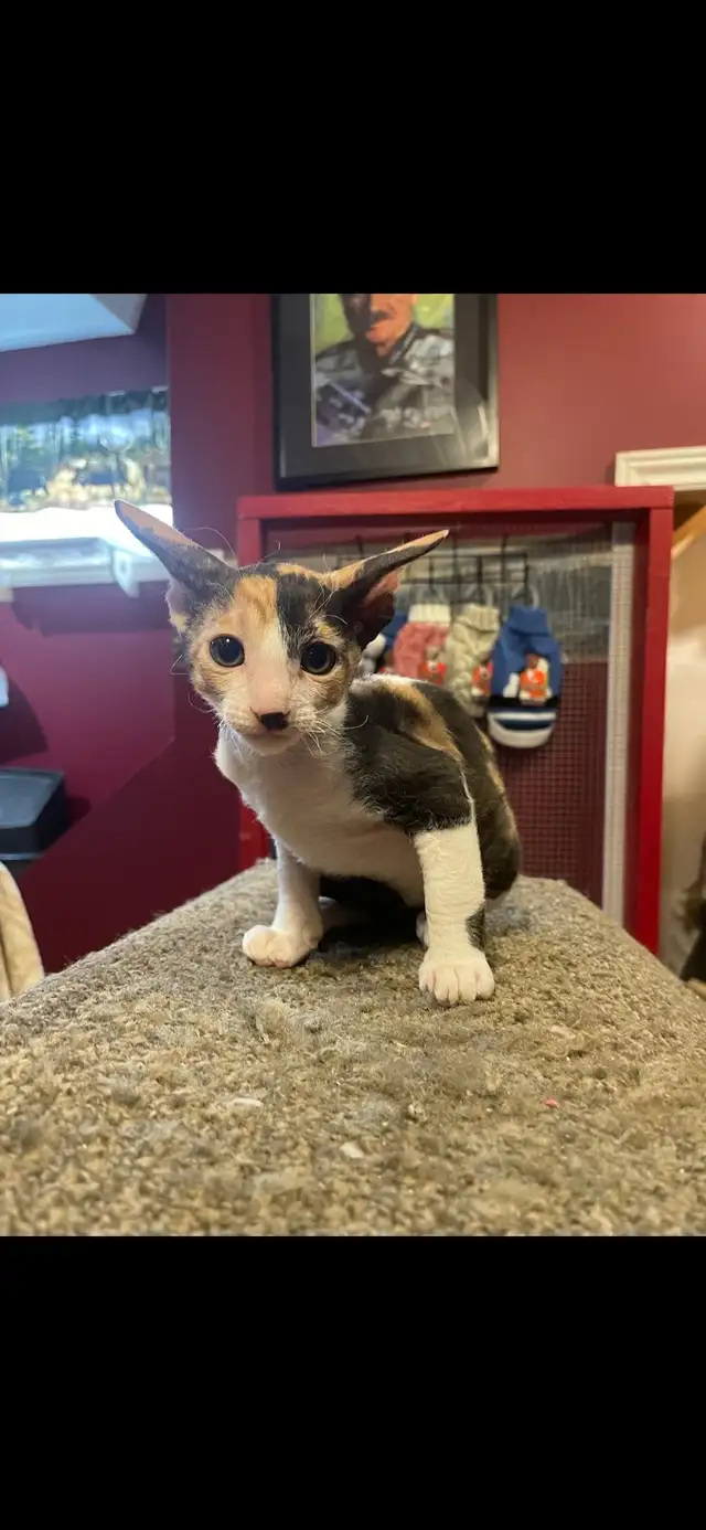 Cornish Rex Kittens
