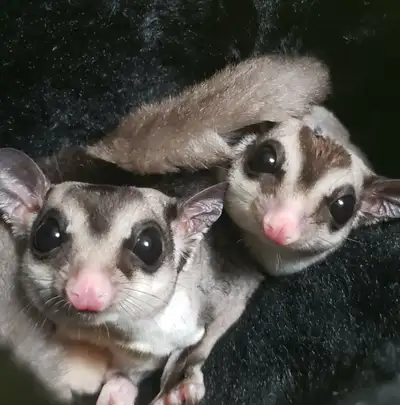 2 male Sugar Gliders, View more