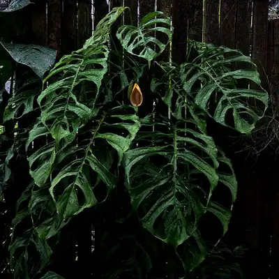 monstera obliqua- long wetstick, View more