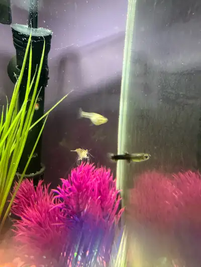 guppy fry , View more