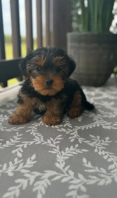 Yorkie puppies, View more