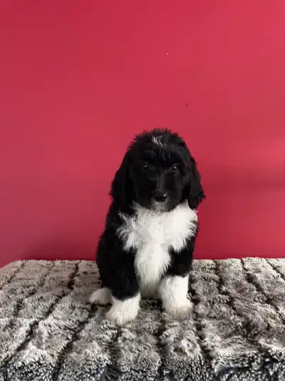 sheepadoodle , la race  parfaite, View more