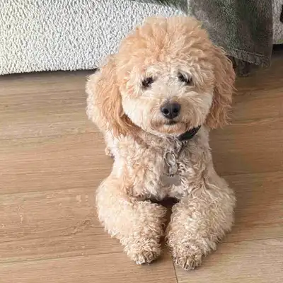 1-Year-Old Bichon Poodle (Male) – Trained & Loving Home Needed, View more