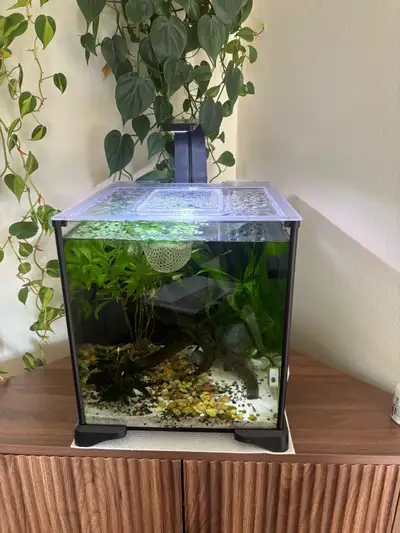 Fluval 6 gallon aquarium with fish, View more