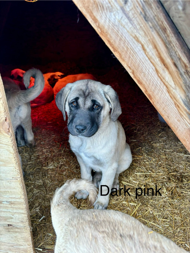 Full kangals - only 3 remaining!  in Dogs & Puppies for Rehoming in Lethbridge