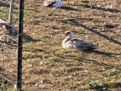 Adult Muscovy Ducks, View more
