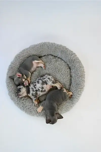 AKC registered French Bulldog puppies, View more