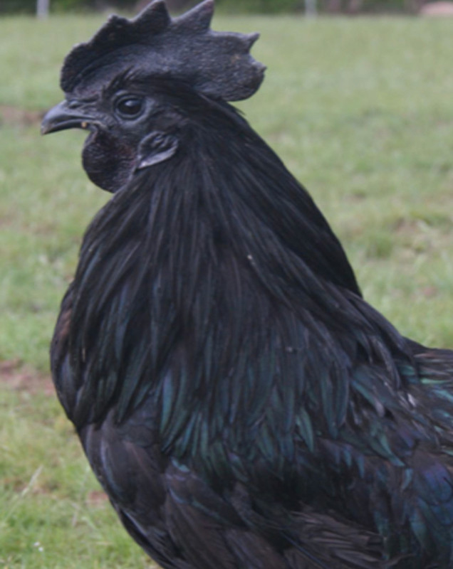 RARE BREED - AYAM CEMANI CHICKENS ! in Livestock in Peterborough - Image 3