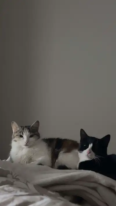 2 magnifique chat femelle, View more