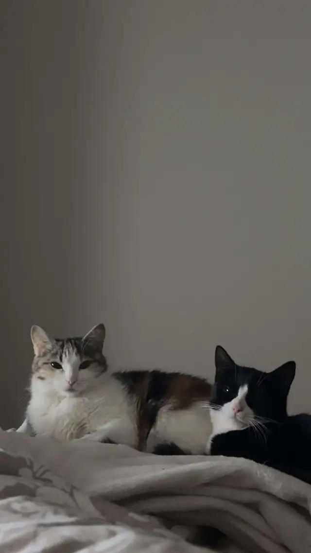 2 magnifique chat femelle in Cats & Kittens for Rehoming in City of Montréal - Image 2