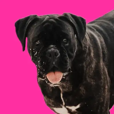 Skye is our gorgeous four year old European female Boxer. Her coat is reverse brindle. Unfortunaly w...