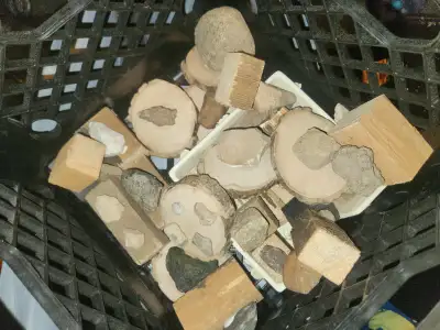Fossil collection in stratford, View more