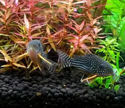 Sterbai corys , View more