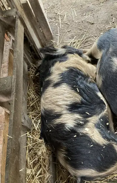 Unregistered Kunekune Breeding Boar 1y (Proven), View more