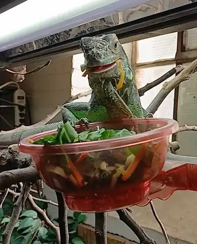 Awesome Juvenile Green Iguanas, View more