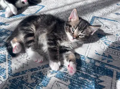 Kittens for sale ready to go TODAY:), View more