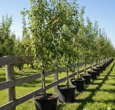 FRUIT Trees for Sale! Apple Pear Peach Cherry Nectarine Message us before we sell out!