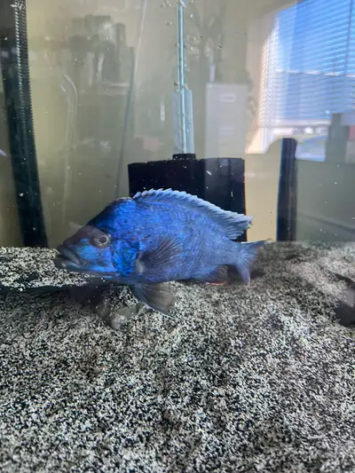 Cichlids for sale, View more