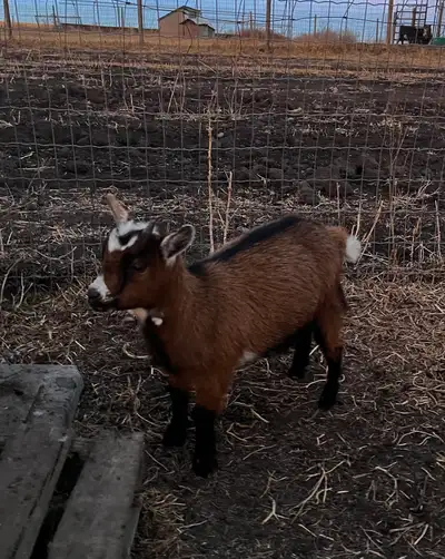 6 purebred Nigerian mini doelings for sale. Age range from 4 to 6 month. A bit shy but usually come...