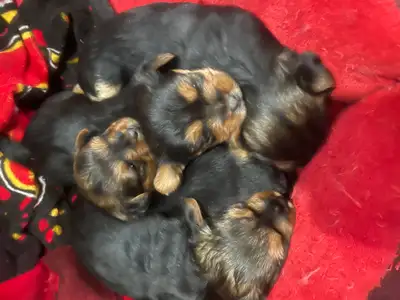 Purebred  Yorkshire terriers, View more