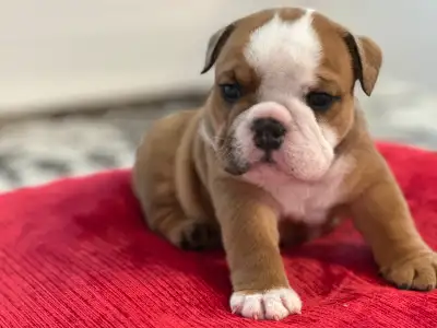 These adorable, purebred English Bulldog puppies are CKC registered and come from champion parents,...