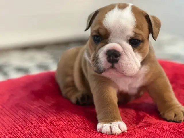 PUREBRED ENGLISH BULLDOGS CKC REGISTERED CHAMPION PARENTS in Dogs & Puppies for Rehoming in Mississauga / Peel Region - Image 7