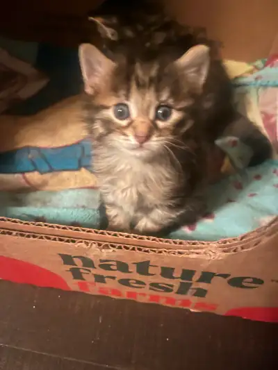 Long haired kittens ready for rehoming, View more