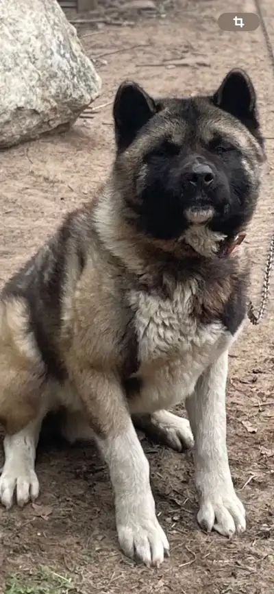 Akita américain, View more