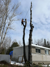 Tree removal and trimming 