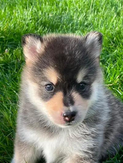 F4 Pomsky Puppies-1 handsome blue-eyed boy left, View more