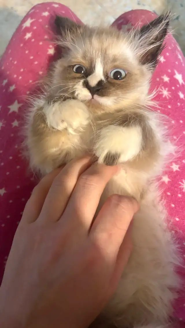 Last Purebred Traditional Ragdoll Kitten in Cats & Kittens for Rehoming in Annapolis Valley - Image 3