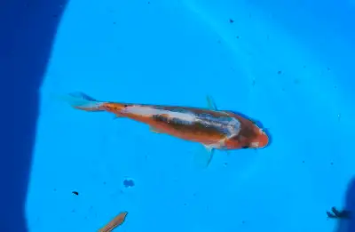 Looking for something special for your pond? We still have lots of pond fish to choose from, prices...