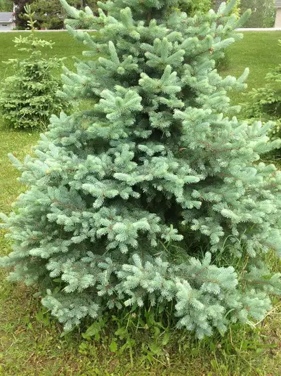 Trees, blue spruce, cedars, maples, oaks, etc, View more