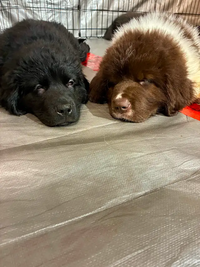 Chiots Terre-Neuve in Dogs & Puppies for Rehoming in City of Montréal - Image 5