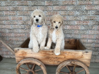 CKC Standard Poodle puppies