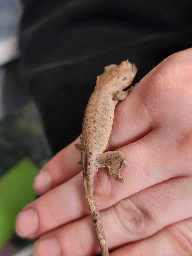 Dalmation crested gecko in Reptiles & Amphibians for Rehoming in Delta/Surrey/Langley - Image 3