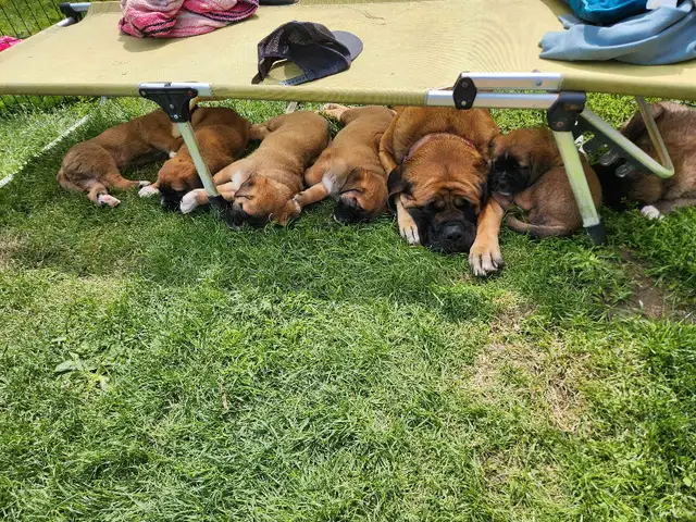 english mastiff puppies in Dogs & Puppies for Rehoming in London - Image 7