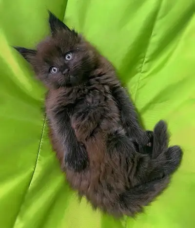 Purebred Maine Coon Kittens!, View more